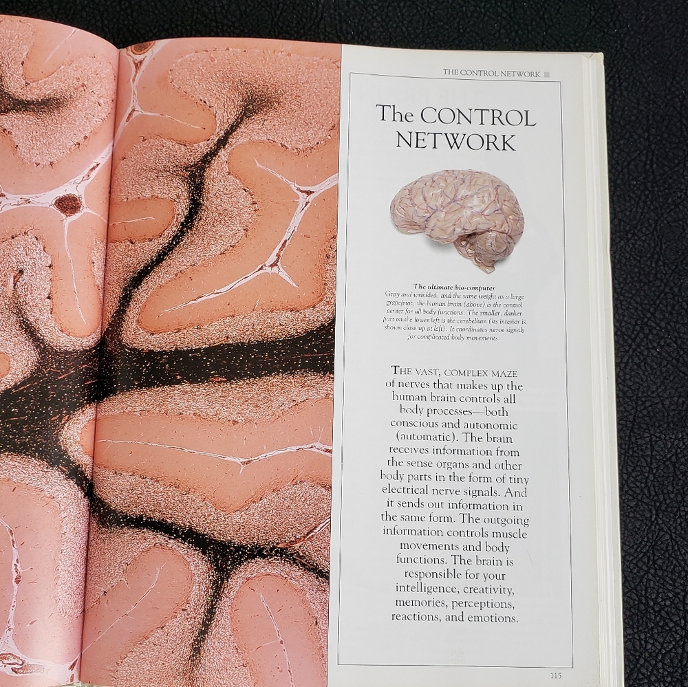 How the Body Works Book! - Picture 6 of 11